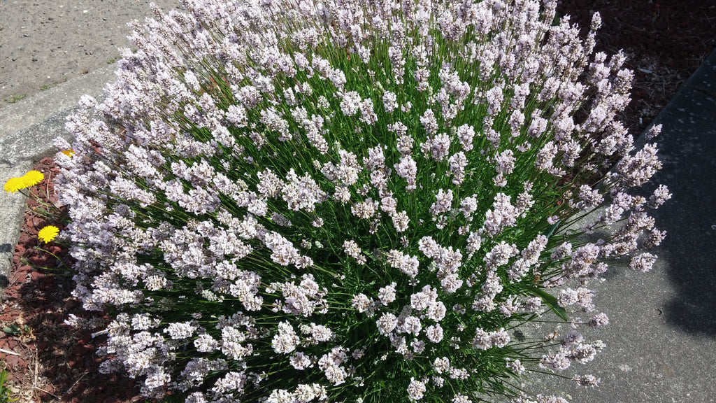 Lavender Live Plant Melissa 4" Size Pots Findlavender.com
