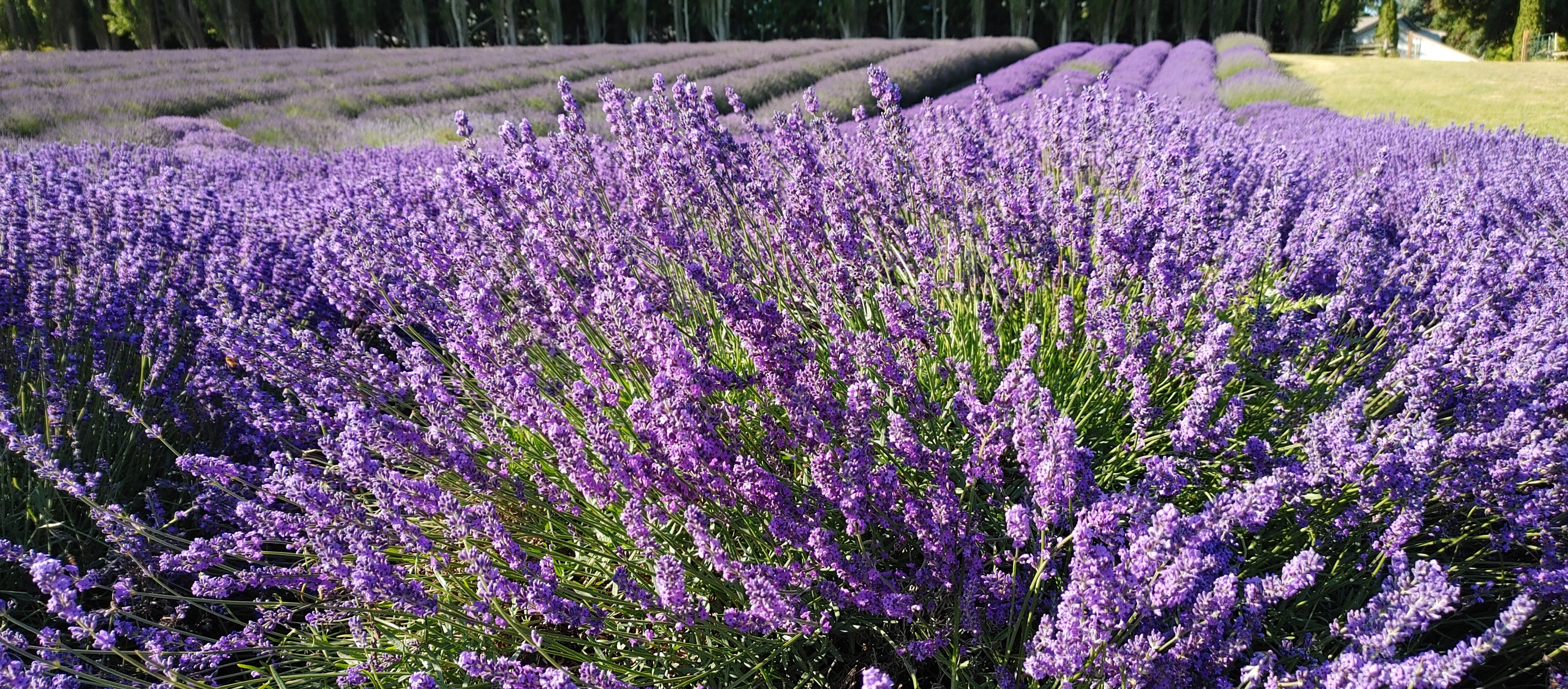 Lavender Live Plant Royal Velvet Herb 3.5" Size Pot Findlavender.com