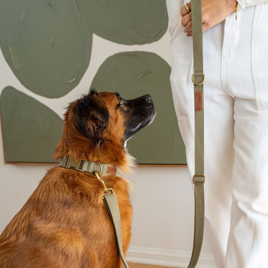 Hemp Cotton Dog Collar - Durable, Sustainable, Adjustable, Lightweight & Soft Tilley + Me