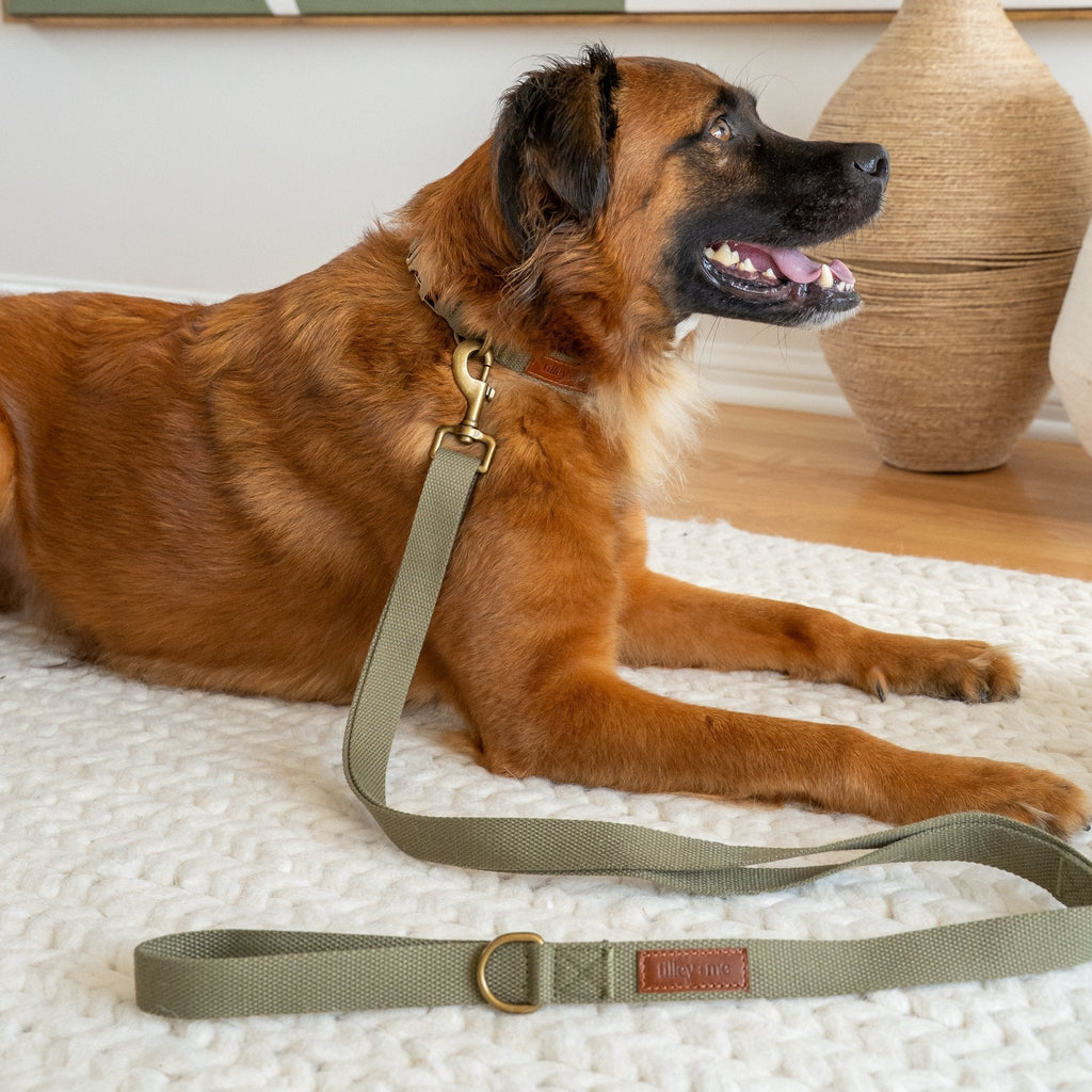 Hemp Cotton Dog Collar - Durable, Sustainable, Adjustable, Lightweight & Soft Tilley + Me