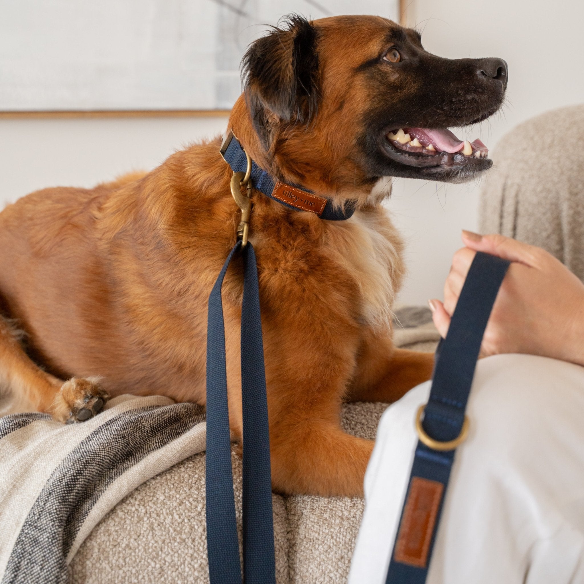 Hemp Cotton Dog Collar - Durable, Sustainable, Adjustable, Lightweight & Soft Tilley + Me