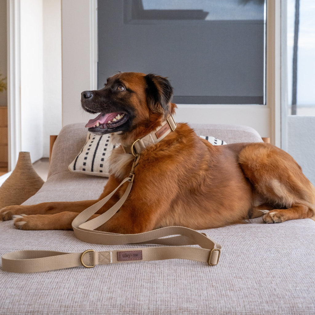 Hemp Cotton Dog Collar - Durable, Sustainable, Adjustable, Lightweight & Soft Tilley + Me