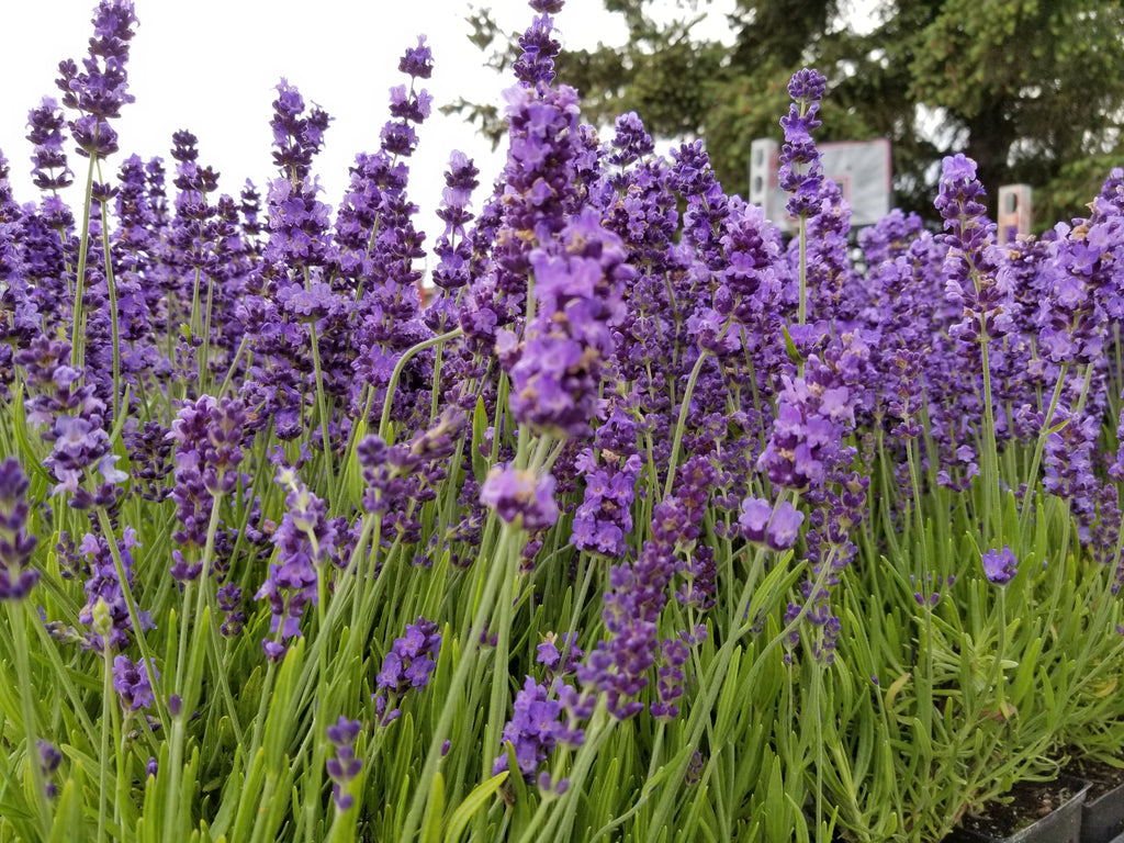 Lavender Live Plant "Hidcote" Lavender Findlavender.com