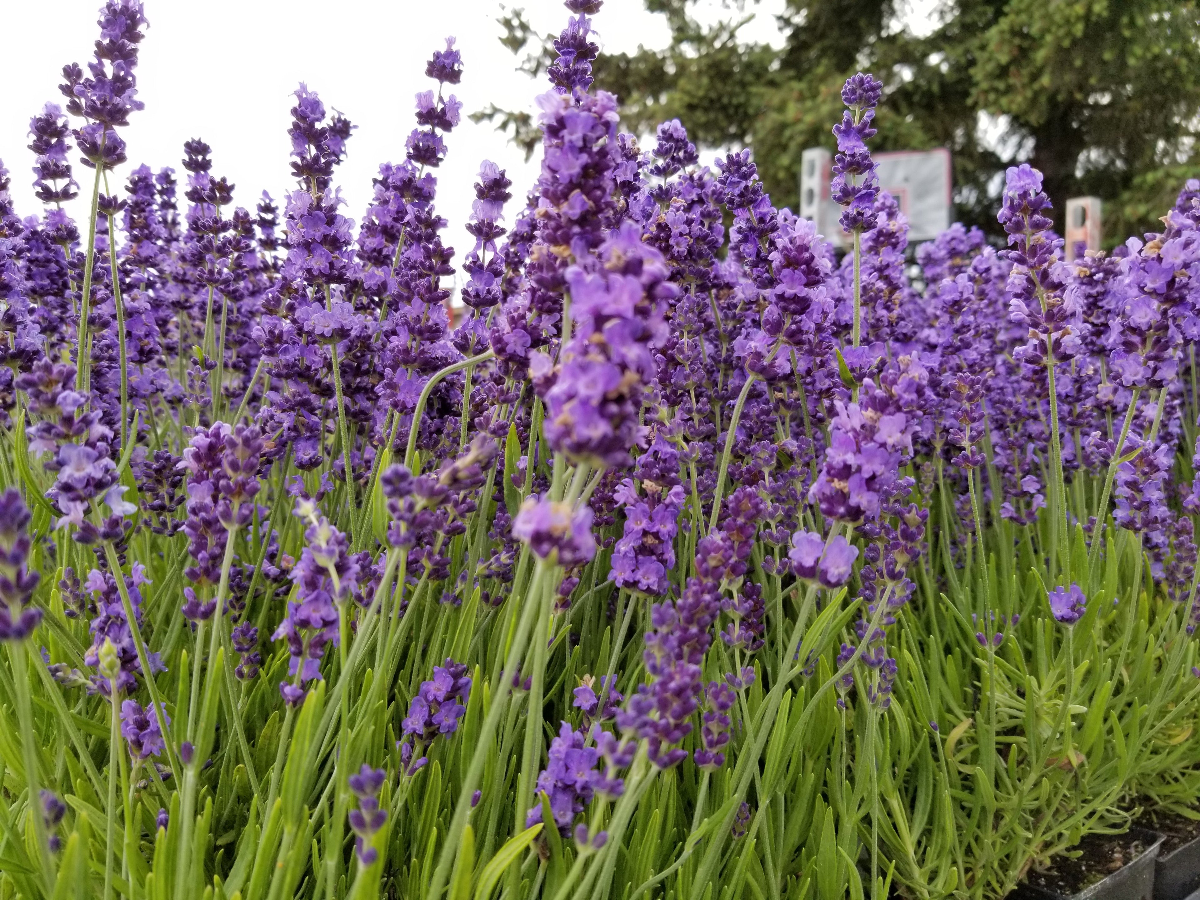 Lavender Live Plant "Hidcote" Lavender Findlavender.com