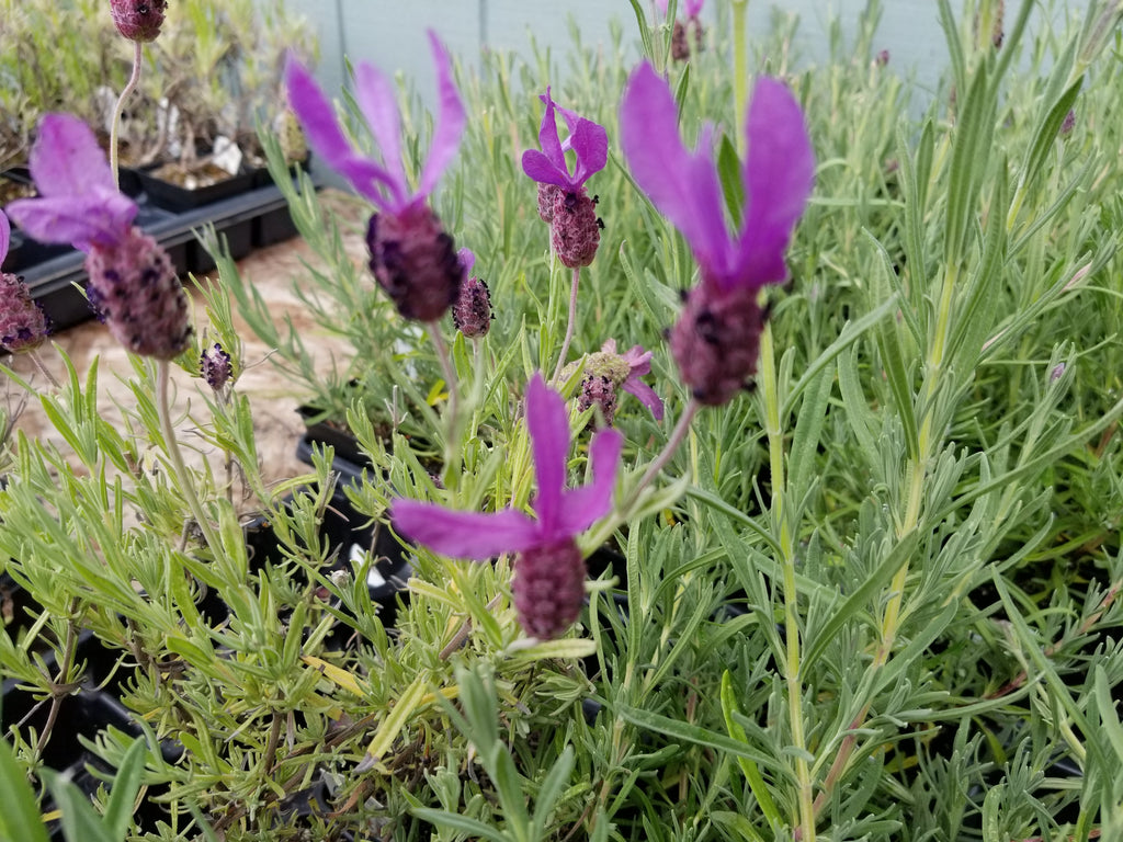 Lavender Live Plant Anouk - 2.5QT Size Pot Findlavender.com