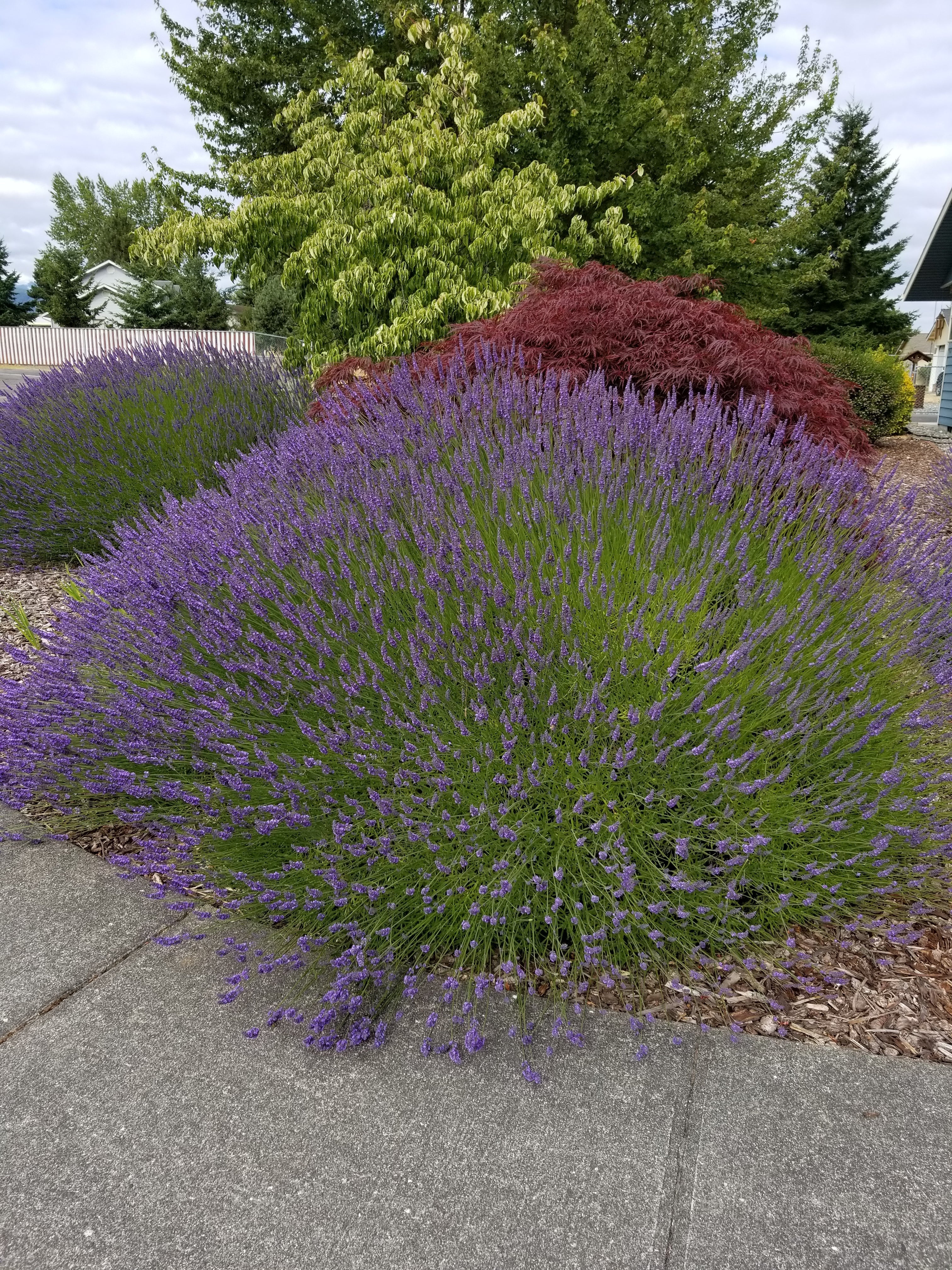 Lavender Plant Grosso 2.5QT Size Pots Findlavender.com
