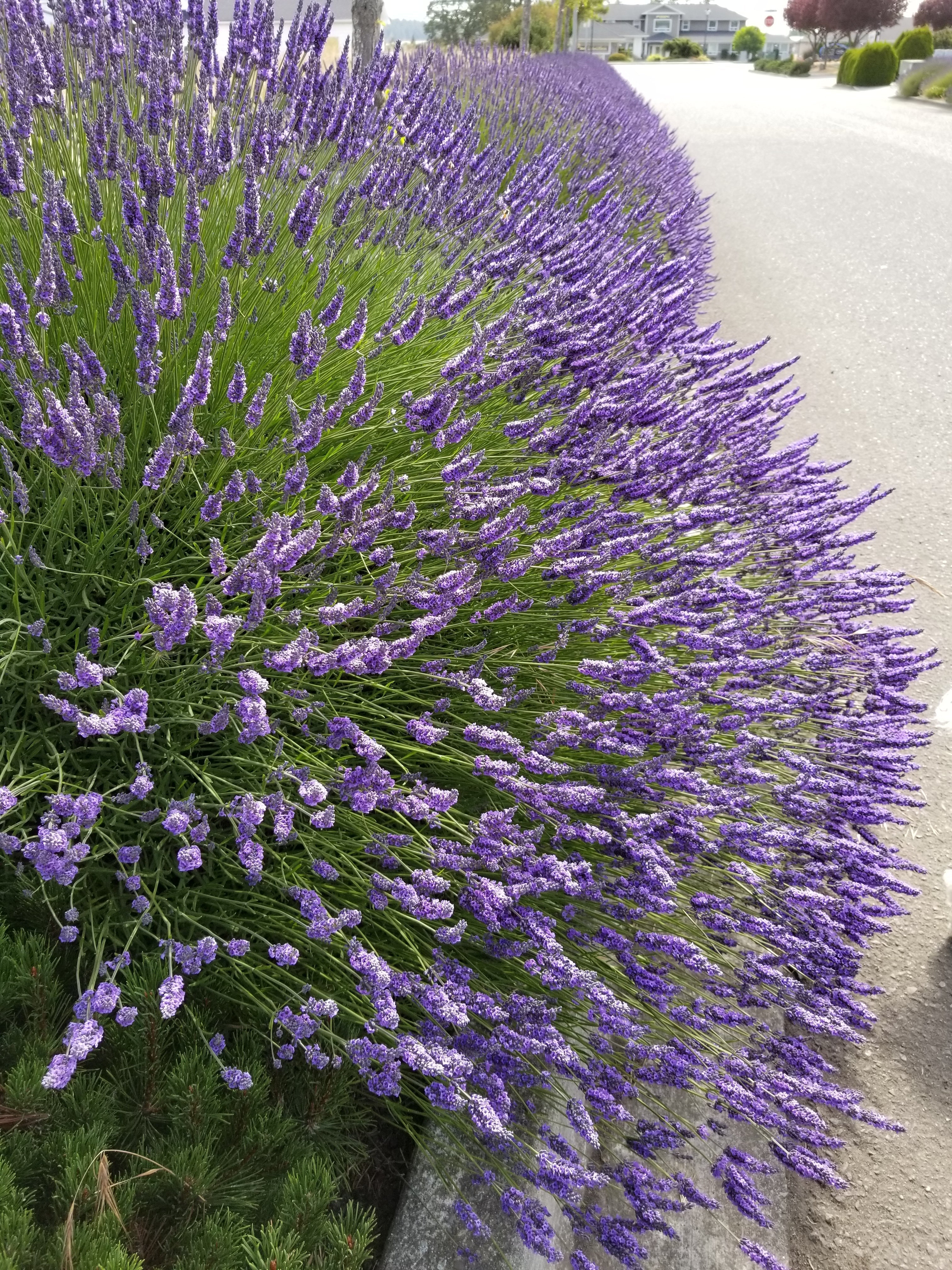 Lavender Plant Grosso 2.5QT Size Pots Findlavender.com