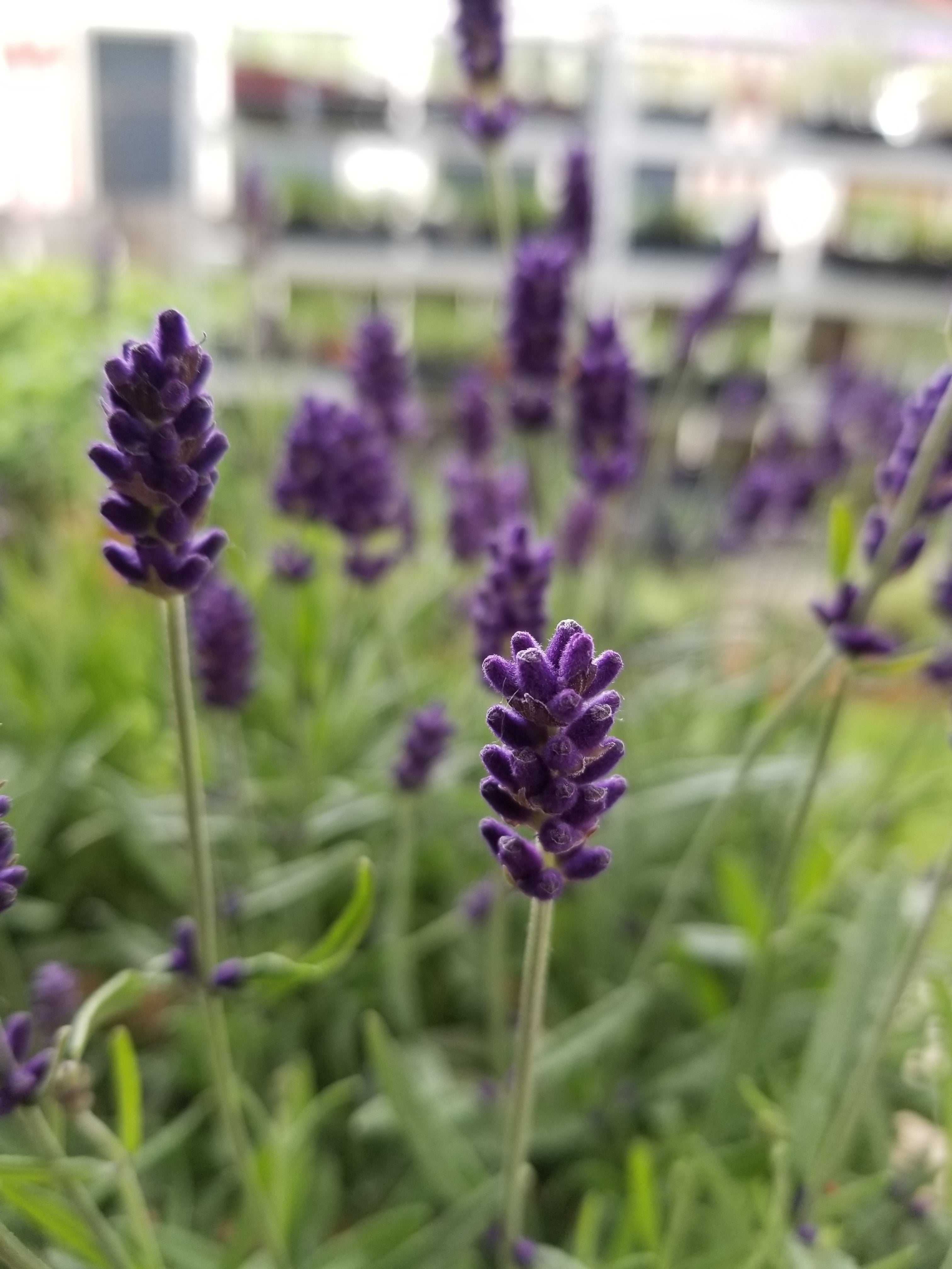 Lavender Live Plant "Hidcote" Lavender Findlavender.com