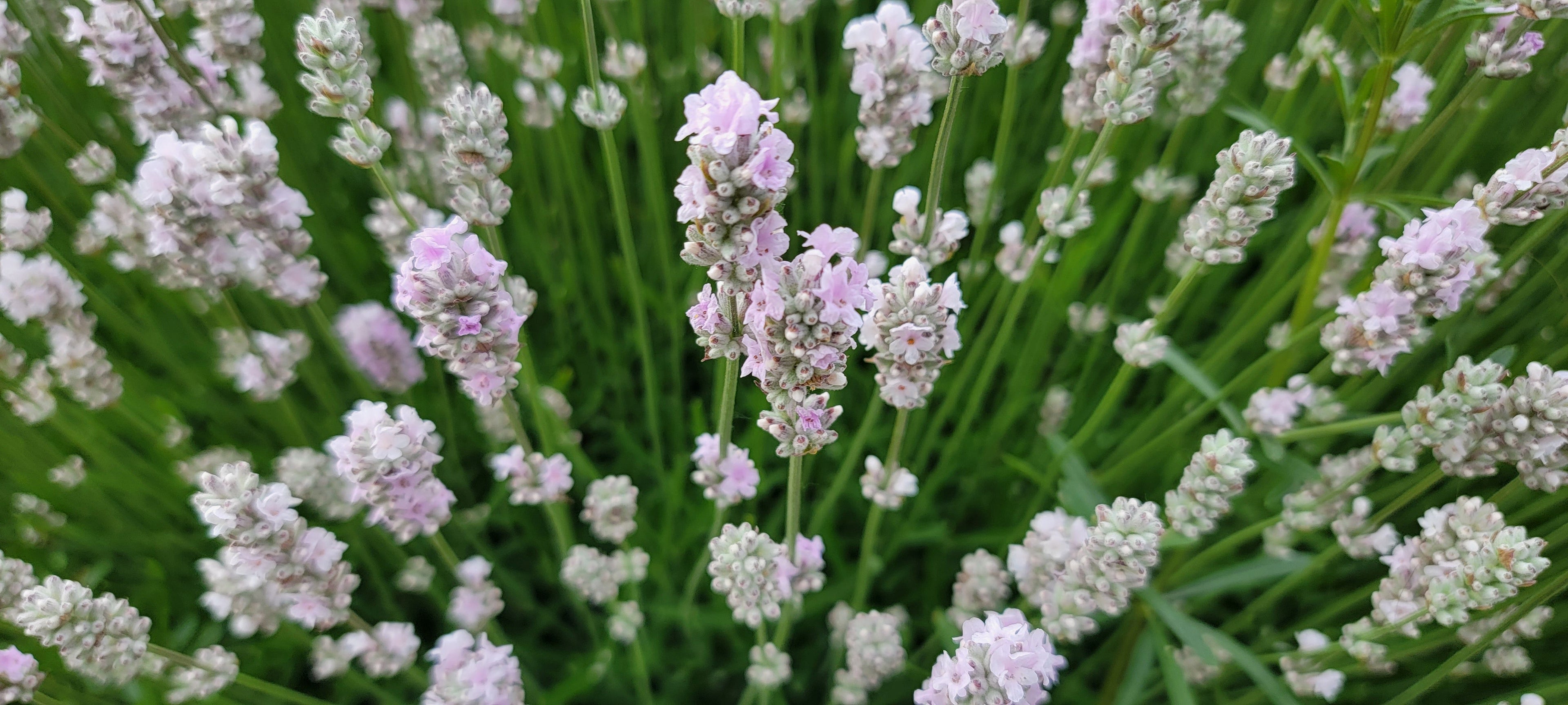 Lavender Live Plant Melissa 4" Size Pots Findlavender.com