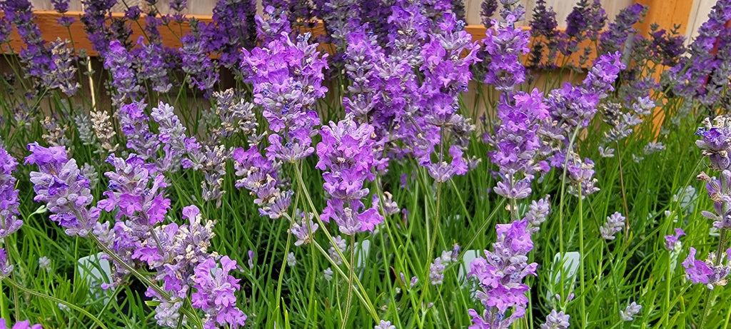 Lavender Live Plant Royal Velvet Herb 3.5" Size Pot Findlavender.com
