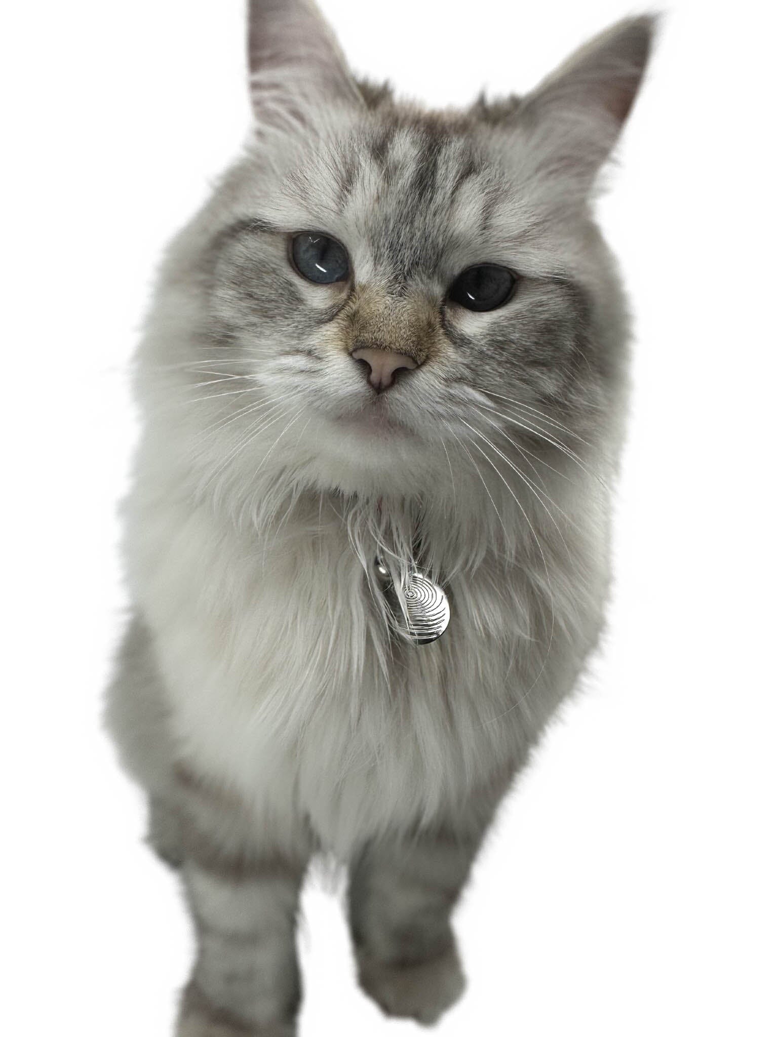 Pet EMF Defense Pendant Your Emf Shield