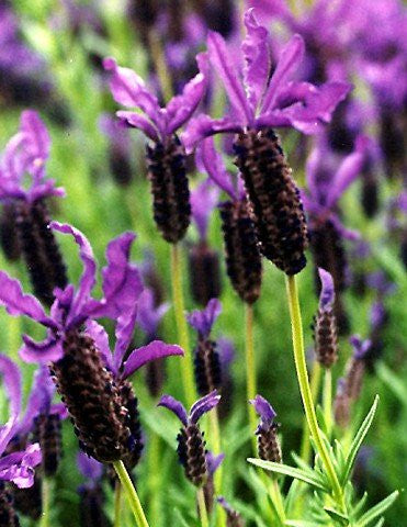 Lavender Live Plants Spanish Findlavender.com