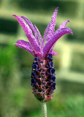 Lavender Live Plants Spanish Findlavender.com