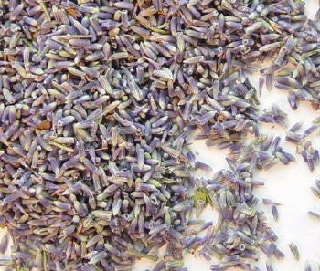 English Culinary Lavender Buds Findlavender.com