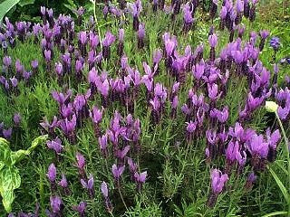 Lavender Live Plants Spanish Findlavender.com