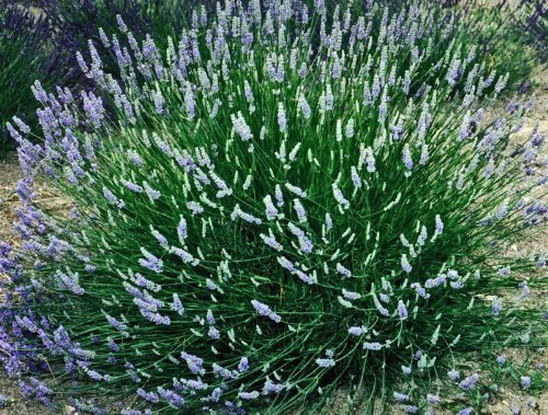 Lavender French Provence - 2.5QT Size Pot Findlavender.com