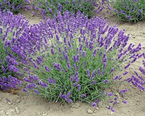 Lavender Live Plant Royal Velvet Herb 3.5" Size Pot Findlavender.com