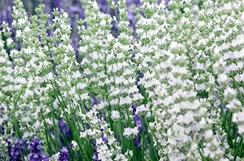 Lavender Live Plant White Spike Findlavender.com