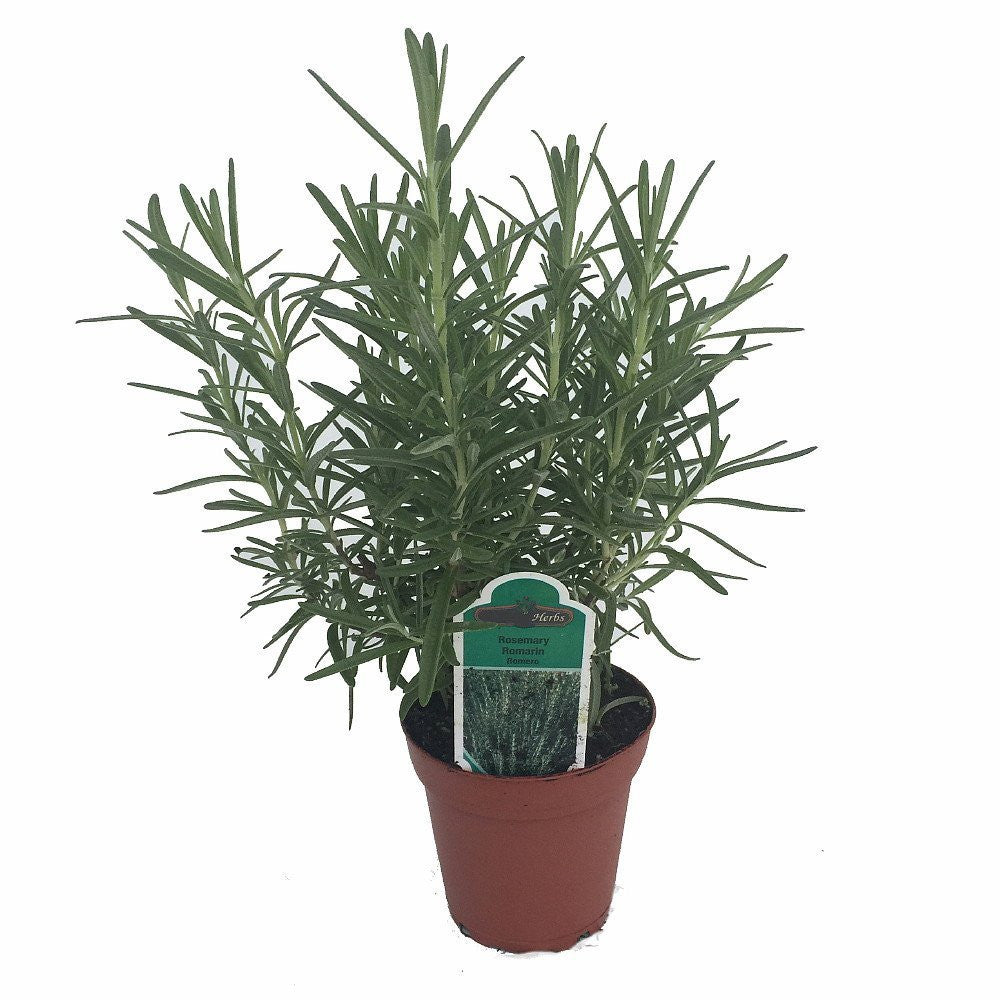 Rosemary Live Plant Arp Findlavender.com