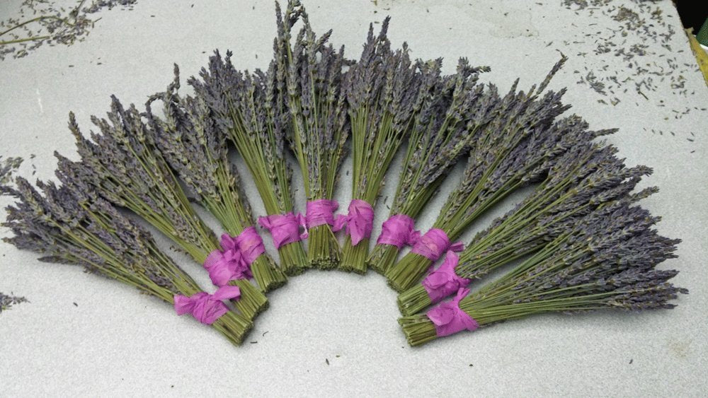 Lavender Small Dried Bundles 8" to 10" - Pack of 10 Findlavender.com