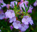 Rosemary Live Plant Arp Findlavender.com