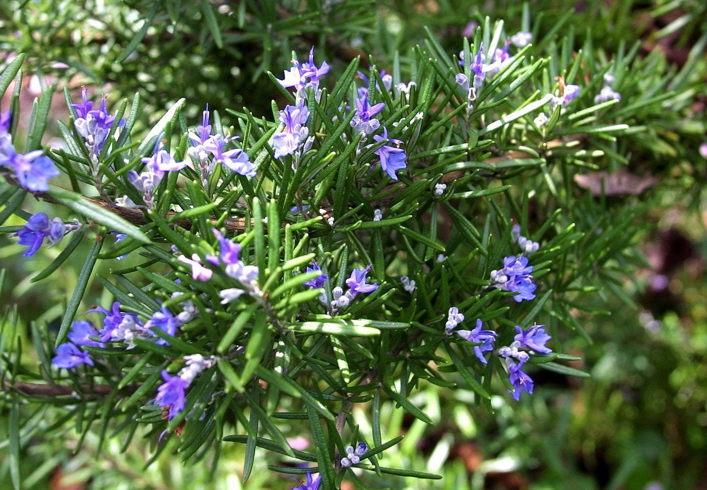 Rosemary Live Plant Arp Findlavender.com