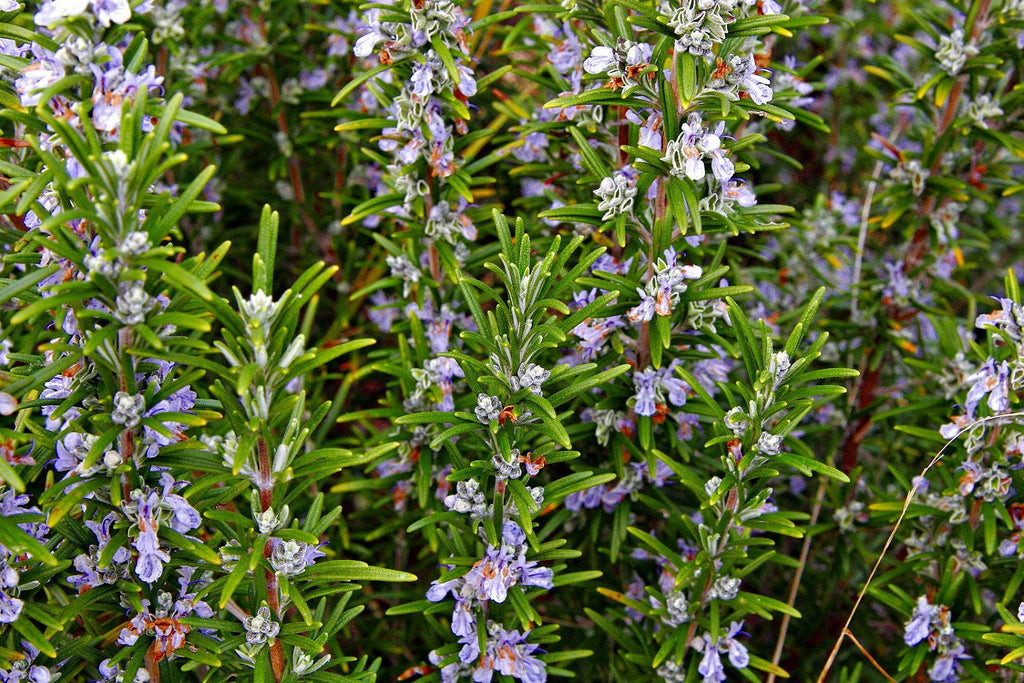 Rosemary Live Plant Arp Findlavender.com