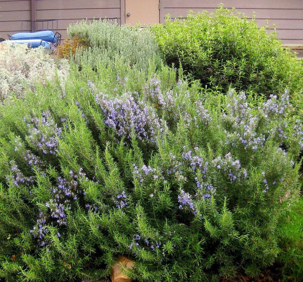 Rosemary Live Plant Arp Findlavender.com