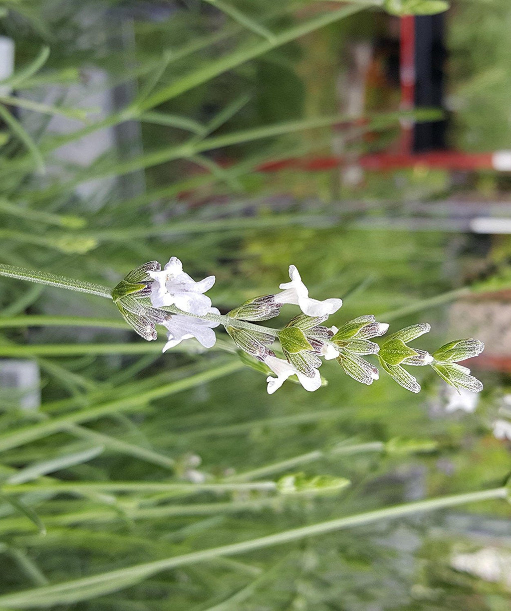 Lavender Live Plant White Spike Findlavender.com