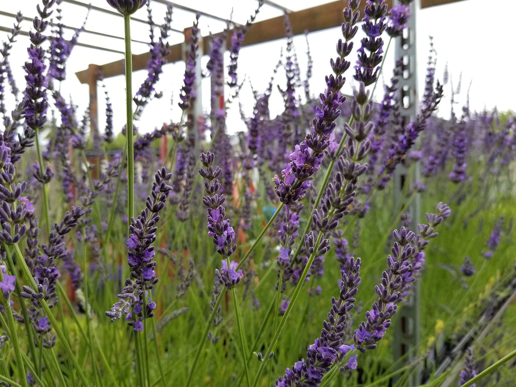 Lavender Phenomenal 2.5QT Size Pot Findlavender.com