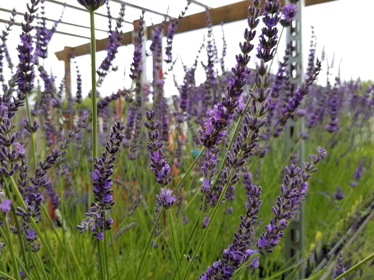 Lavender Phenomenal 2.5QT Size Pot Findlavender.com
