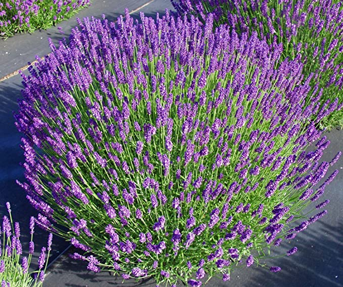 Lavender Angustifolia Munstead - 2.5QT Size Pot Findlavender.com