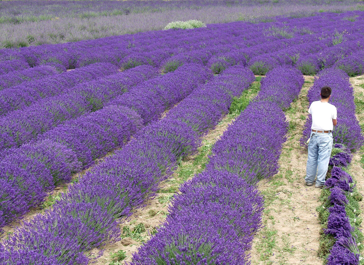 Lavender Phenomenal 2.5QT Size Pot Findlavender.com