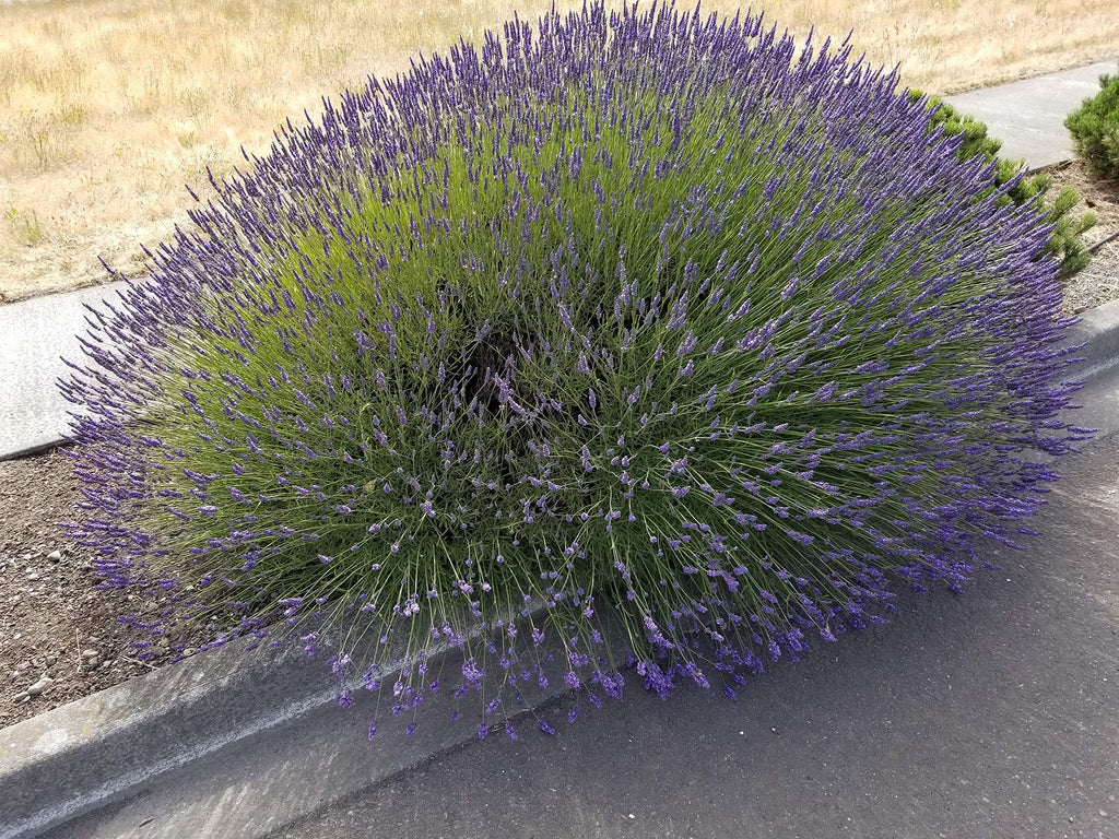 Lavender Phenomenal 2.5QT Size Pot Findlavender.com