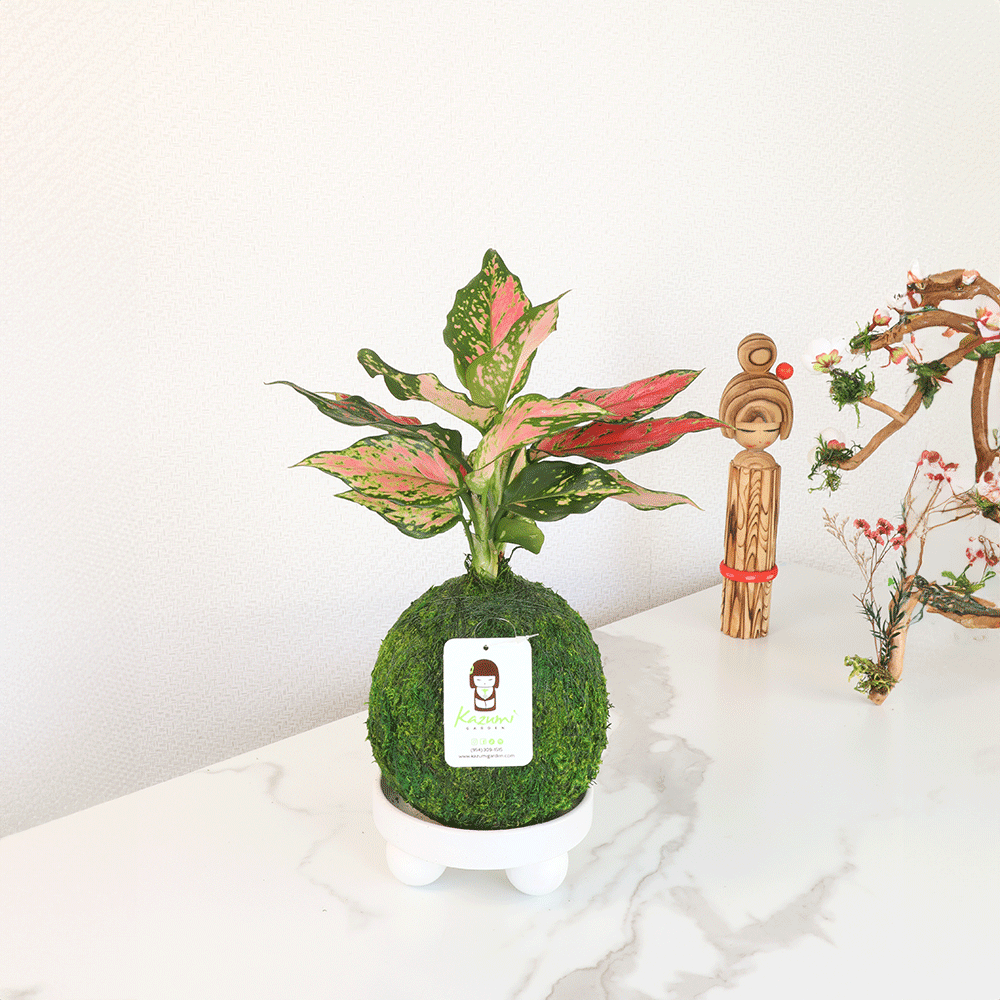 Aglaonema Pink | Moss Ball Kokedamas Kazumi Garden