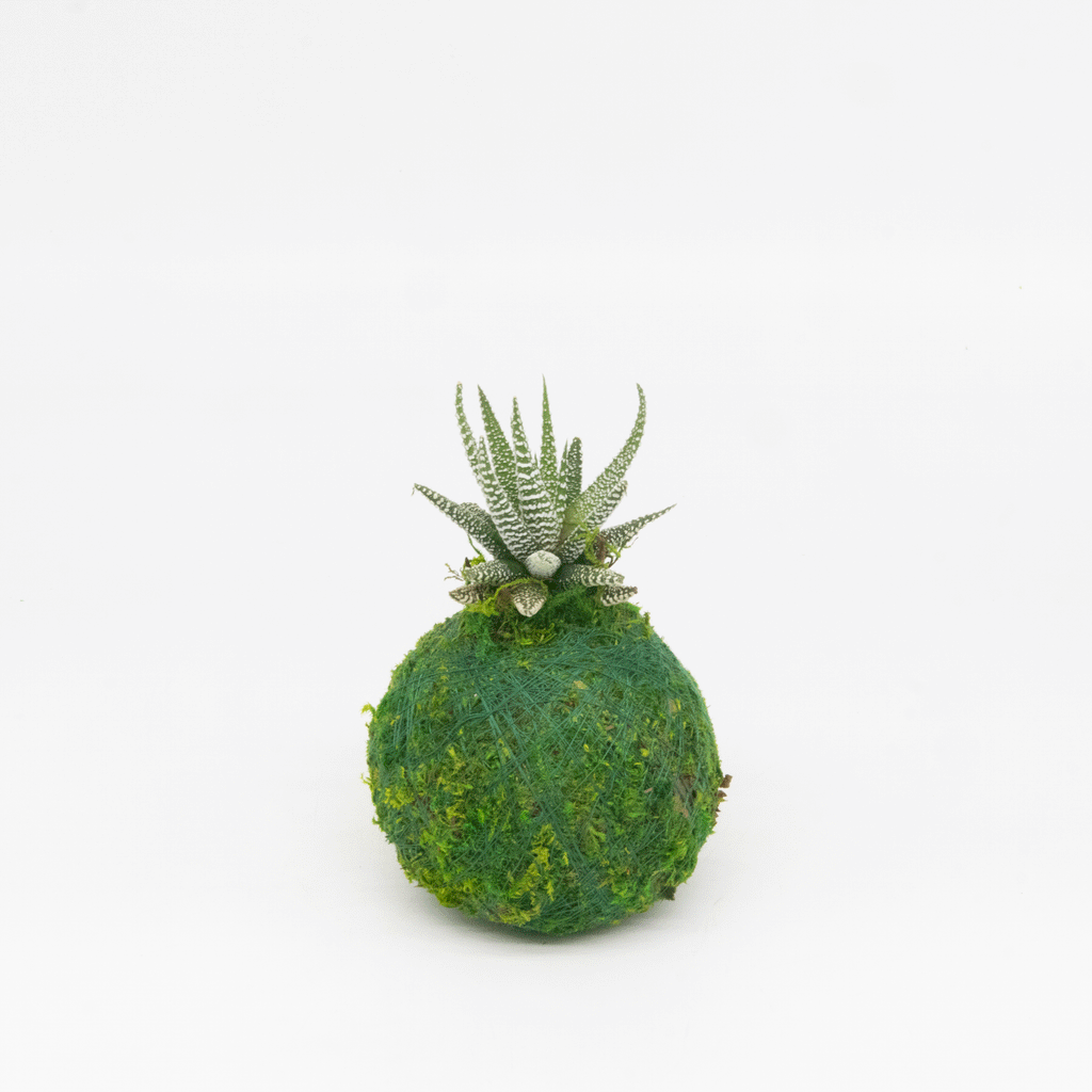 Mini Kokedama | Moss Ball Kokedamas Kazumi Garden