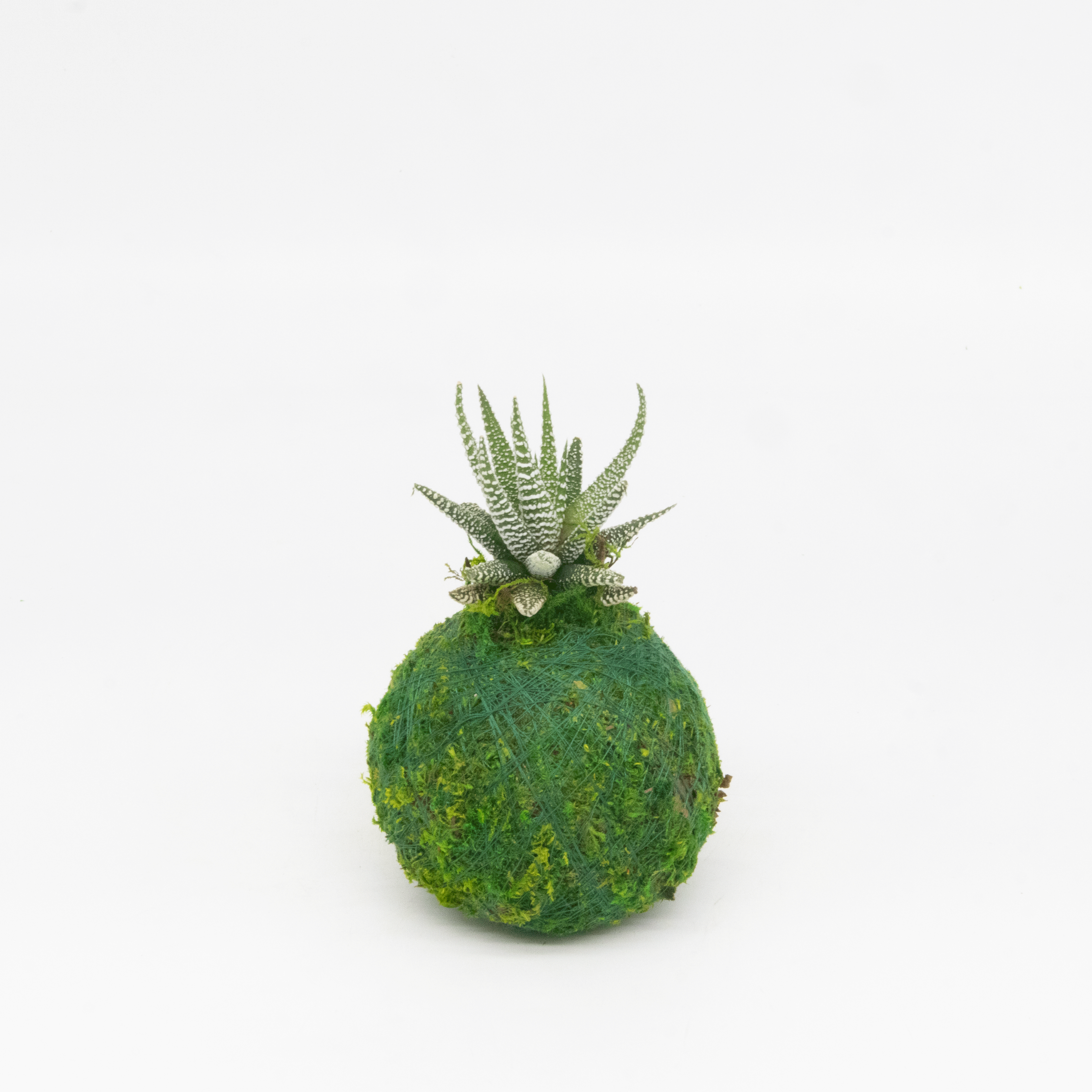 Mini Kokedama | Moss Ball Kokedamas Kazumi Garden