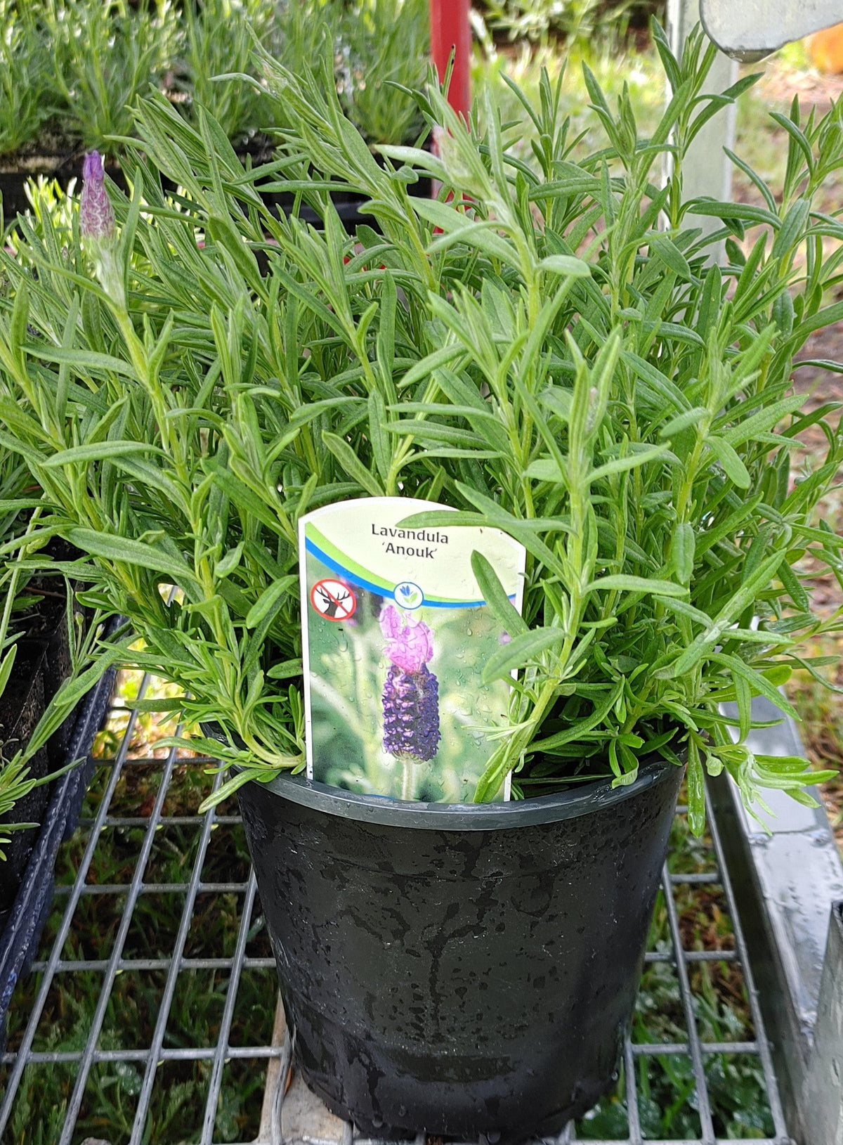 Lavender Live Plant Anouk - 2.5QT Size Pot Findlavender.com