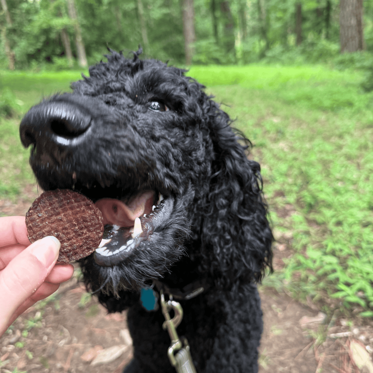 Beef Chips Dog Treats | Single-Ingredient Healthy Treats for Dogs Farm To Pet