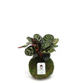 Calathea Makoyana | Moss Ball Kokedama Kazumi Garden