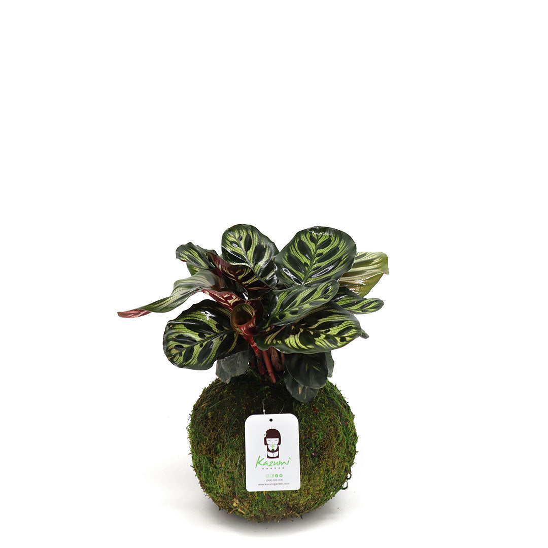 Calathea Makoyana | Moss Ball Kokedama Kazumi Garden