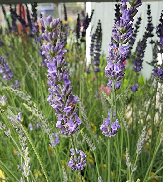 Lavender Phenomenal 2.5QT Size Pot Findlavender.com