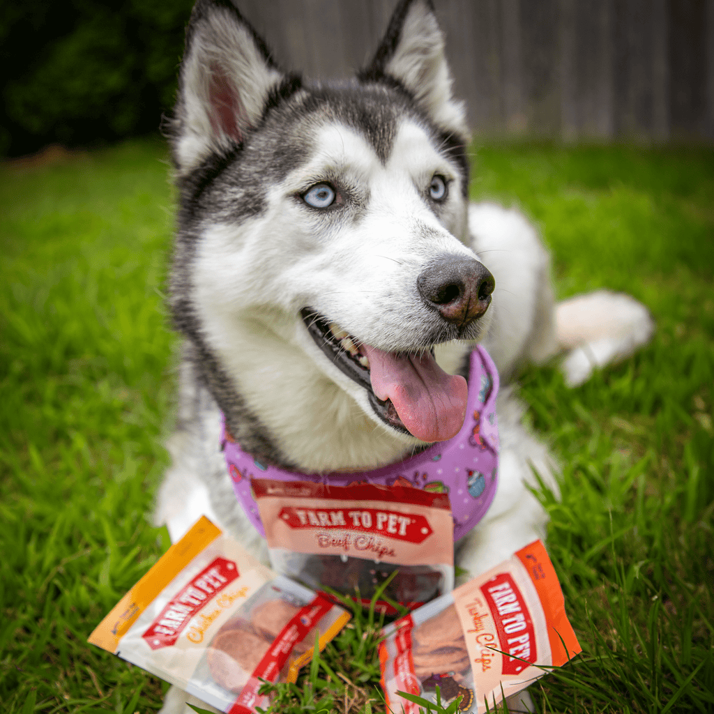 Snack Pack Dog Treat Sampler Farm To Pet