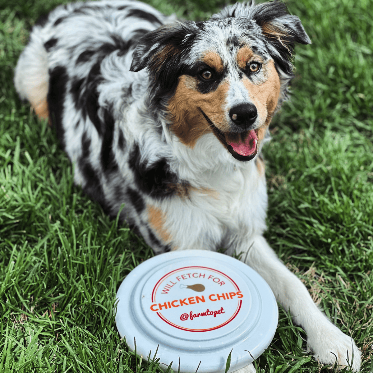 Will Fetch for Chicken Chips Dog Frisbee | Fun Toy for Dogs and Humans Farm To Pet