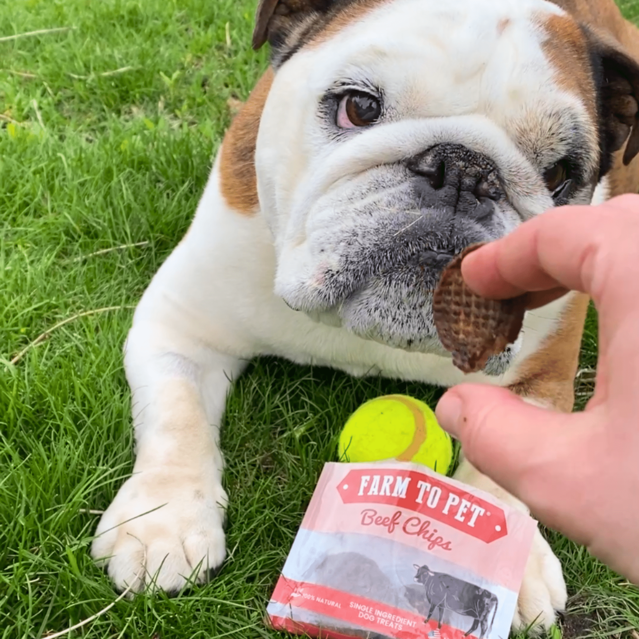 Beef Chips Snack Pack Bundles | Dog Treats for Training & Travel Farm To Pet