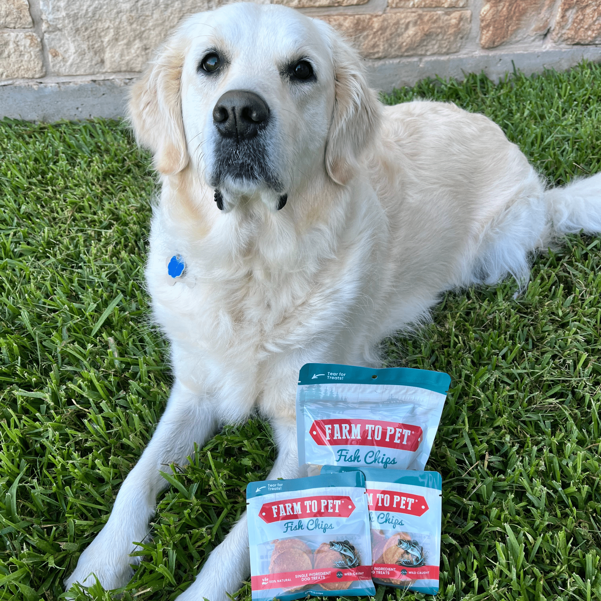 Fish Chips Snack Pack Bundles | Dog Treats for Training & Travel Farm To Pet
