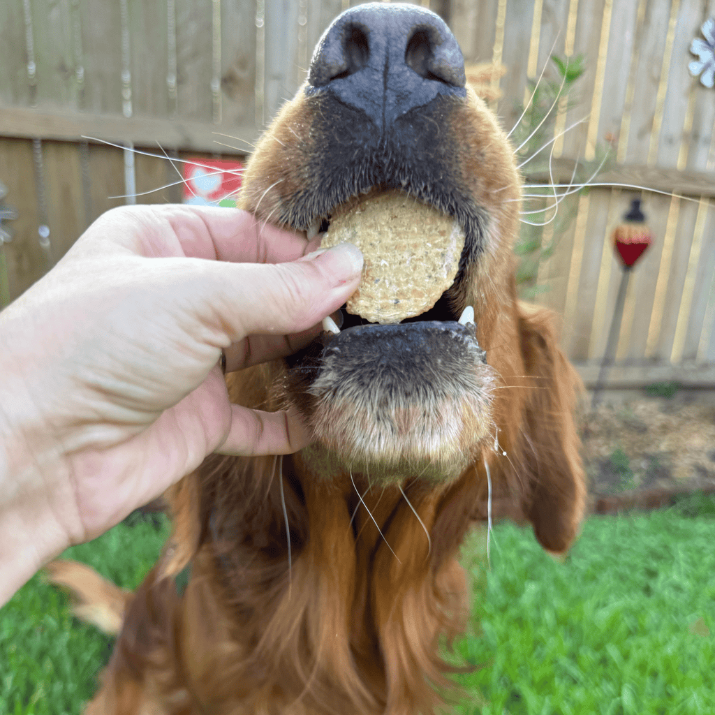 Fish Chips Snack Pack Bundles | Dog Treats for Training & Travel Farm To Pet