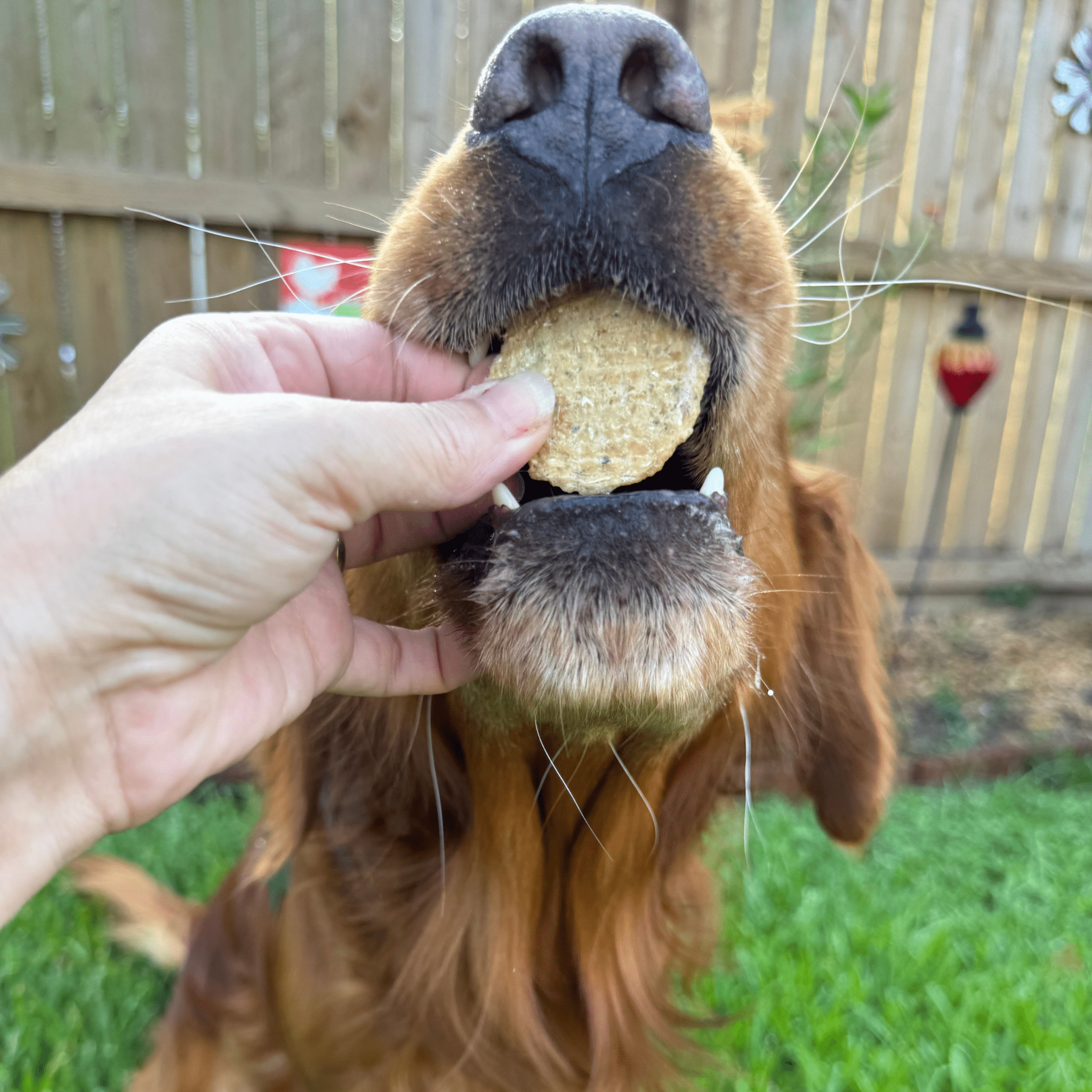 Fish Chips Snack Pack Bundles | Dog Treats for Training & Travel Farm To Pet
