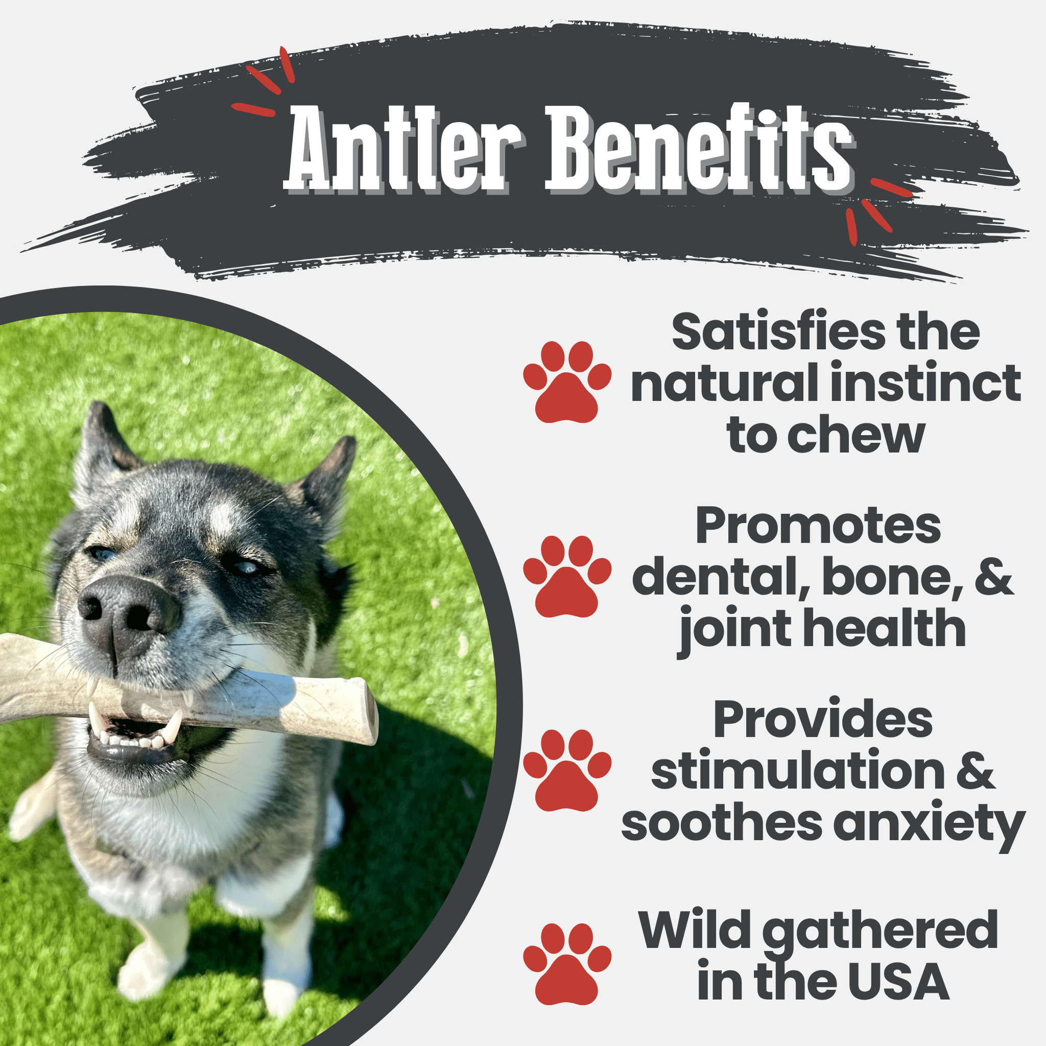 Reindeer Antler Dog Chews | Organic Chews for Dogs Farm To Pet