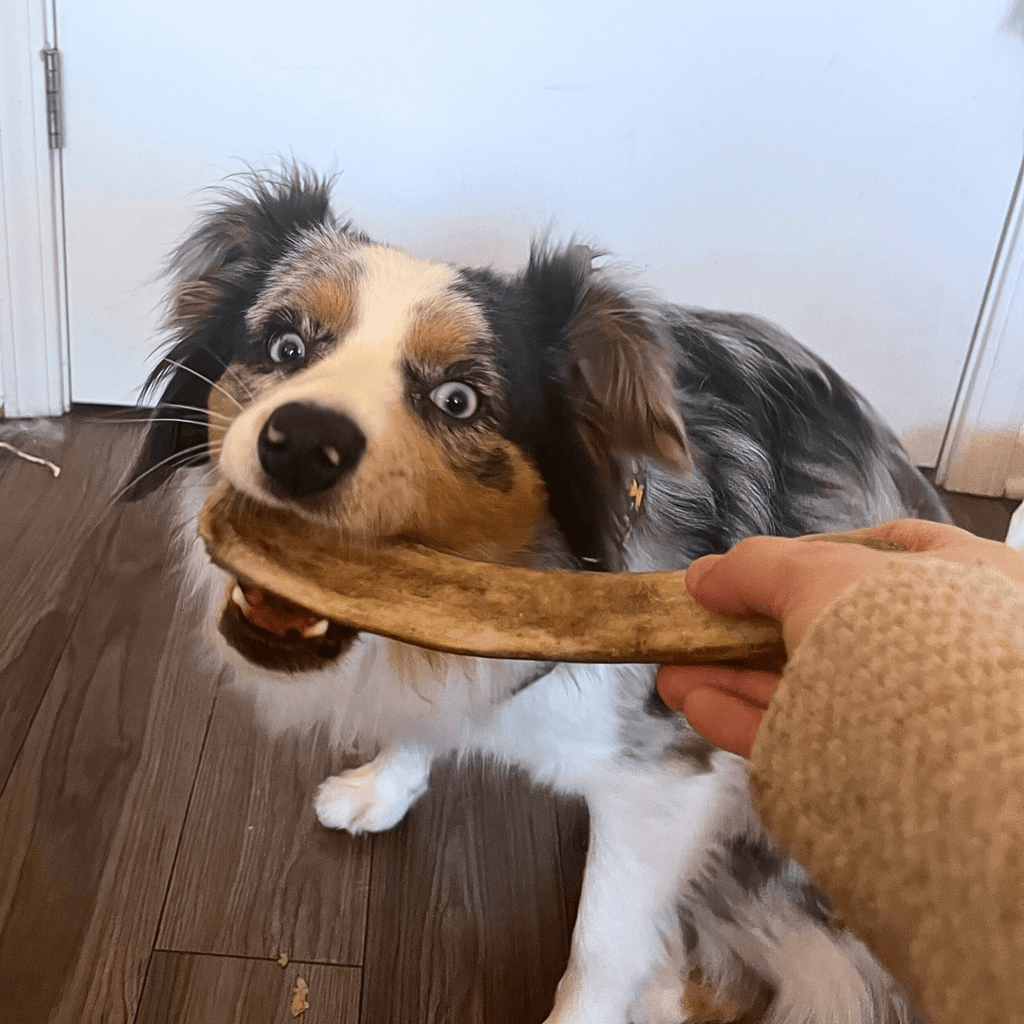 Reindeer Antler Dog Chews | Organic Chews for Dogs Farm To Pet